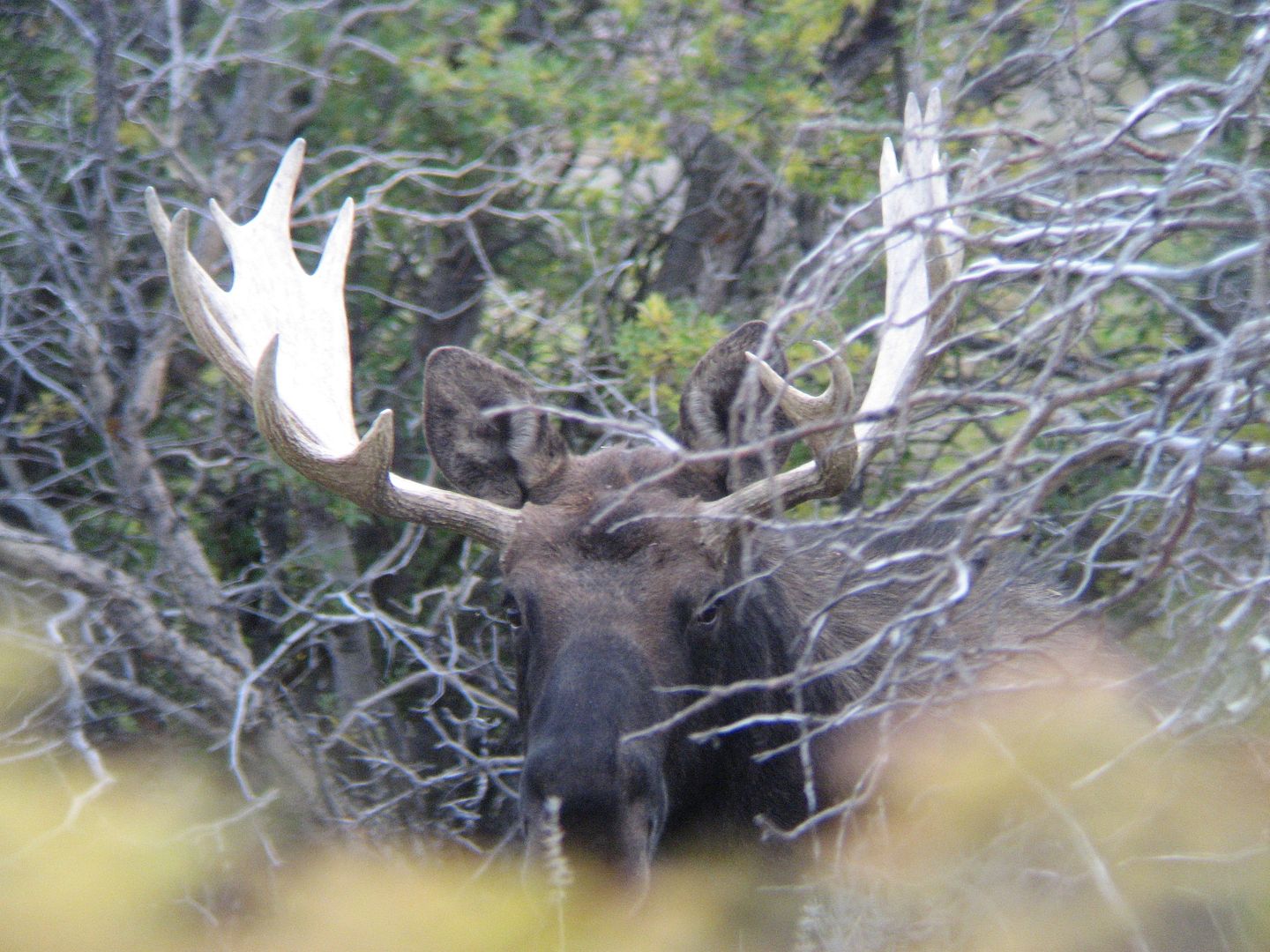 moosehunt9-15-10057.jpg