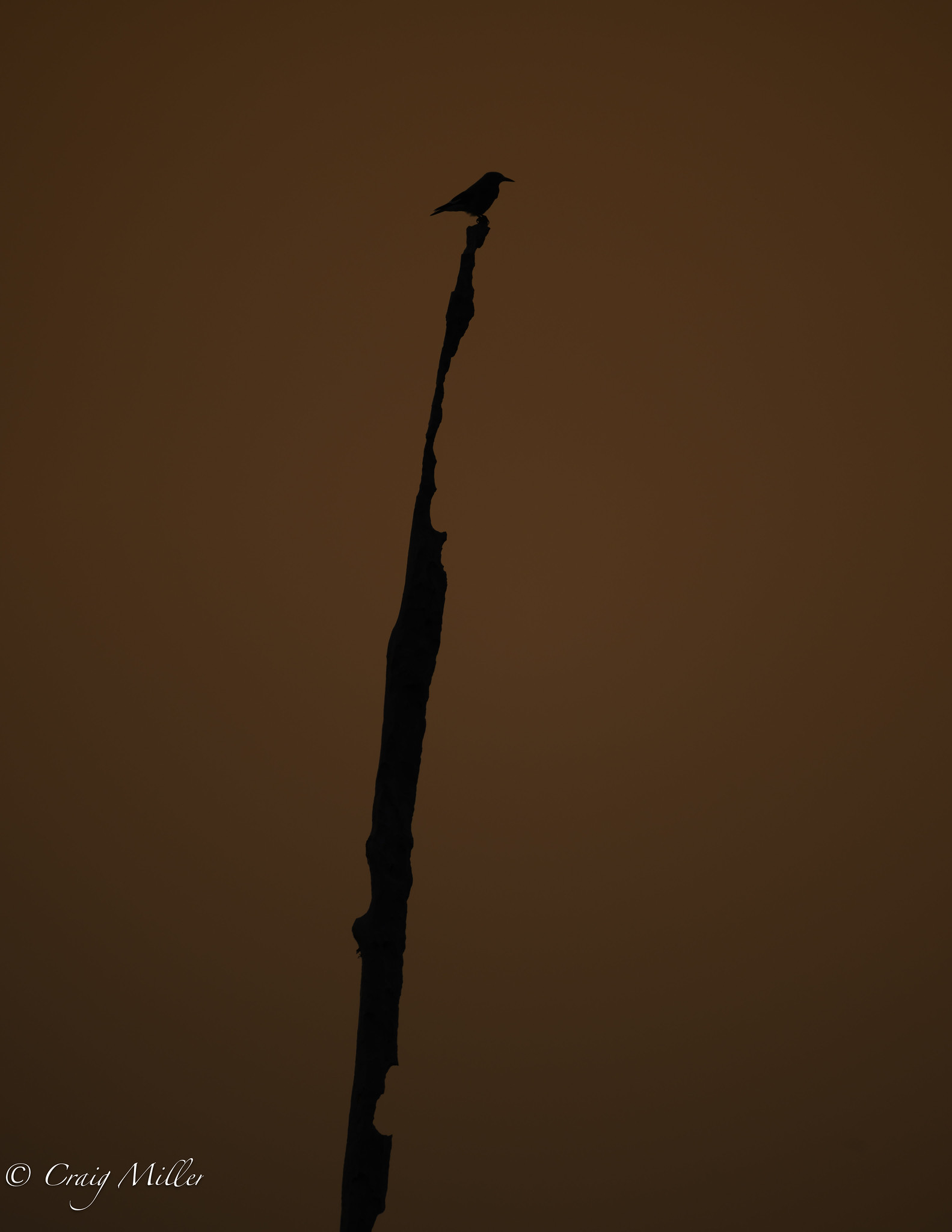 55466663953_0672cce8c7_k.jpg
