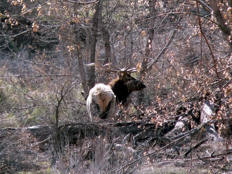 Bull3-2.jpg