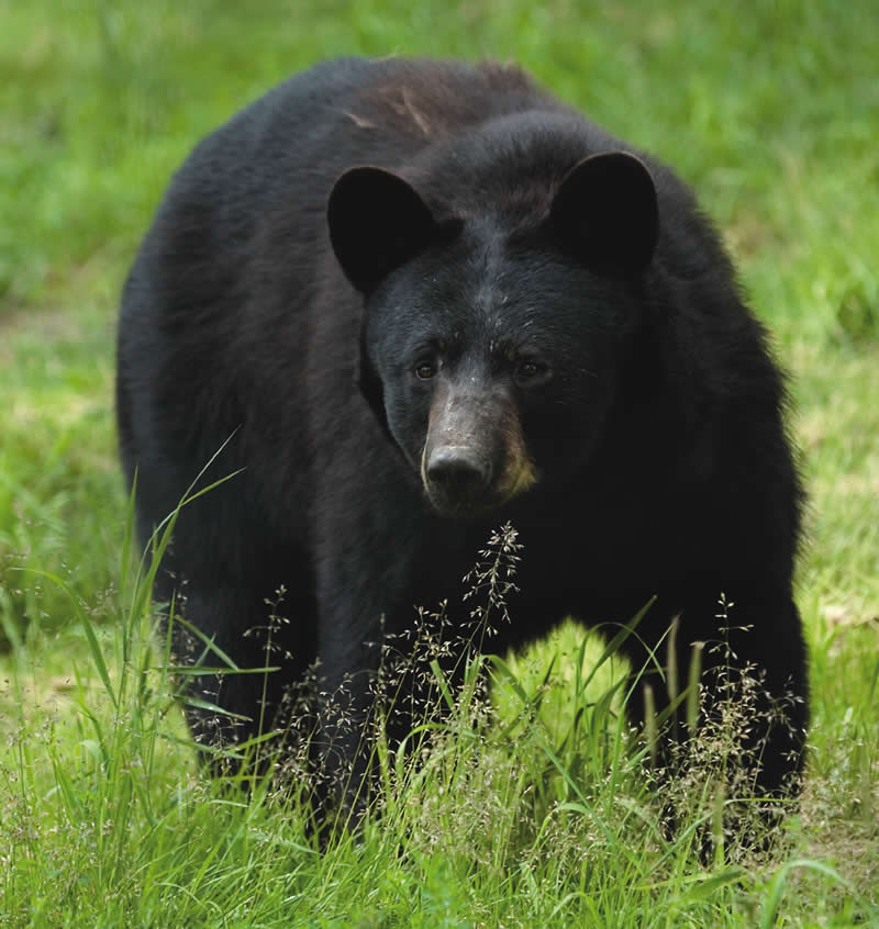 bear_grass.jpg