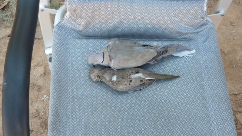 9-1-2011dove037.jpg