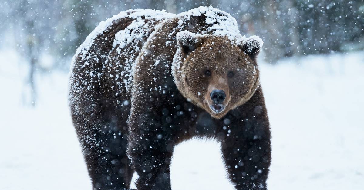 gearjunkie.com