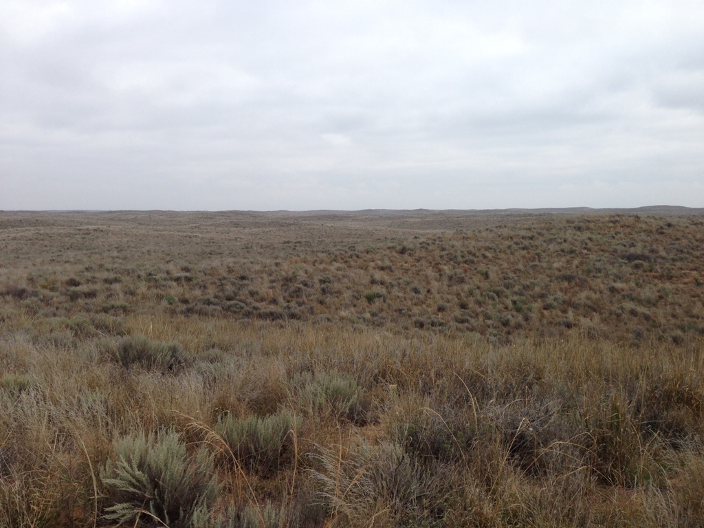 nmday5_sagebrush.jpg