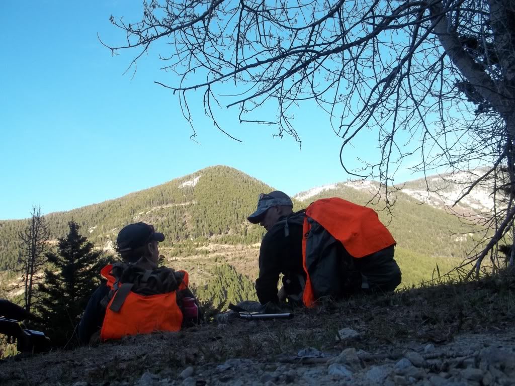 Springbear2011026.jpg