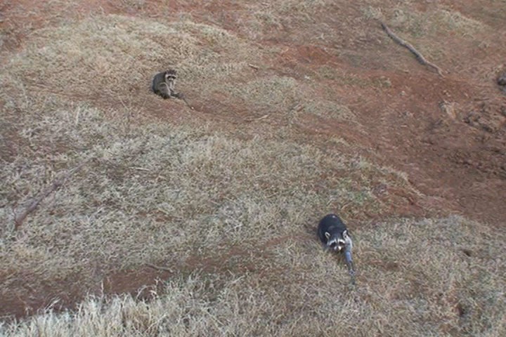 2_raccoons_pond.jpg