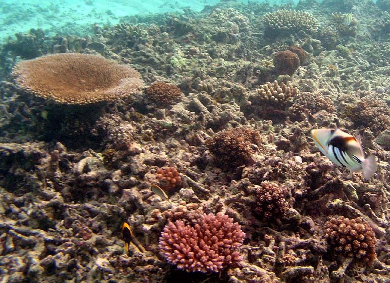 snorkeling%2015.jpg