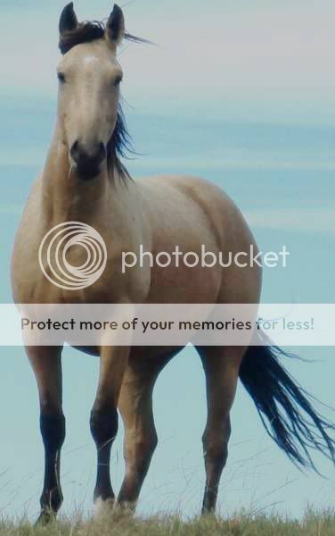 buckskin.jpg