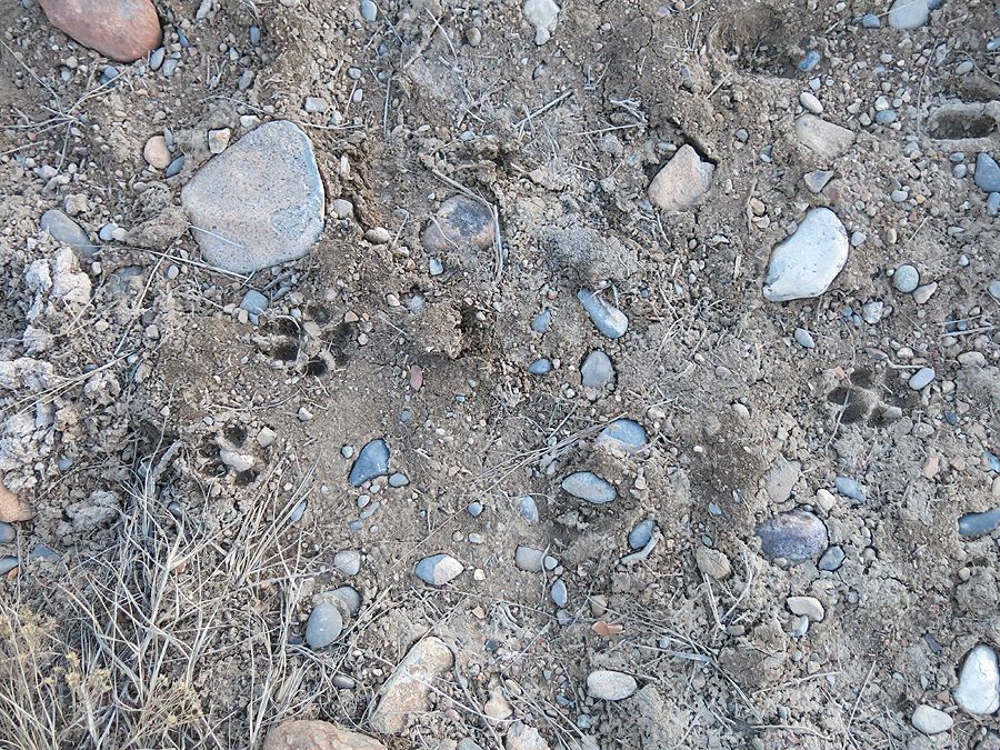 CoyoteTracks_zps55da97f3.jpg