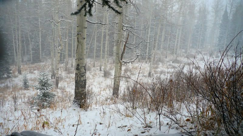 Snow-scene-2012.jpg