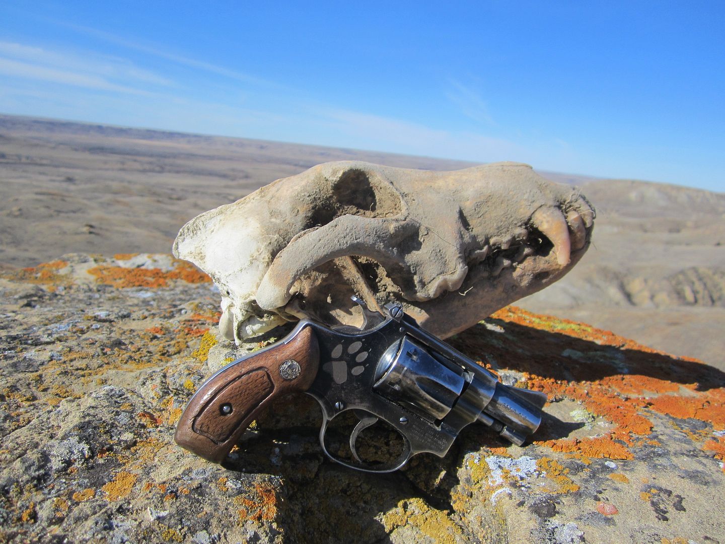 skull%20013.jpg