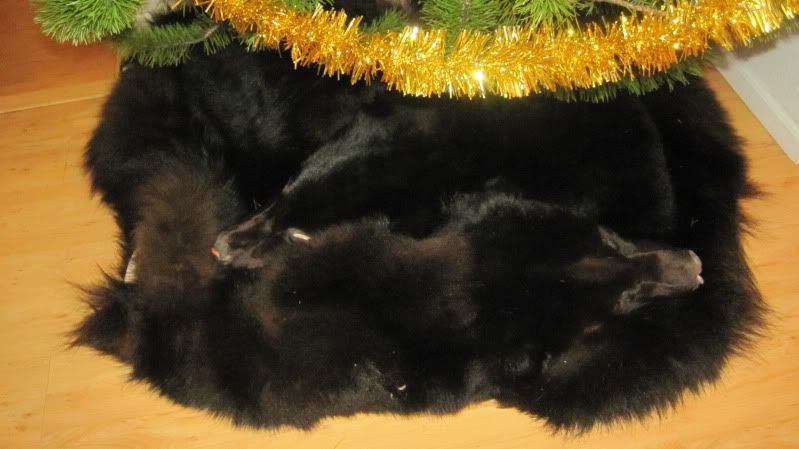 bearflash.jpg