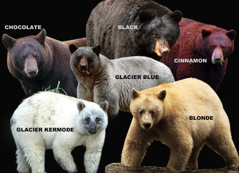 Color-Phase-Black-Bears.jpg