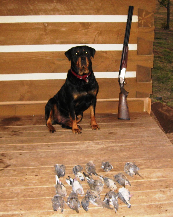 dove_limit_10_19_08.jpg