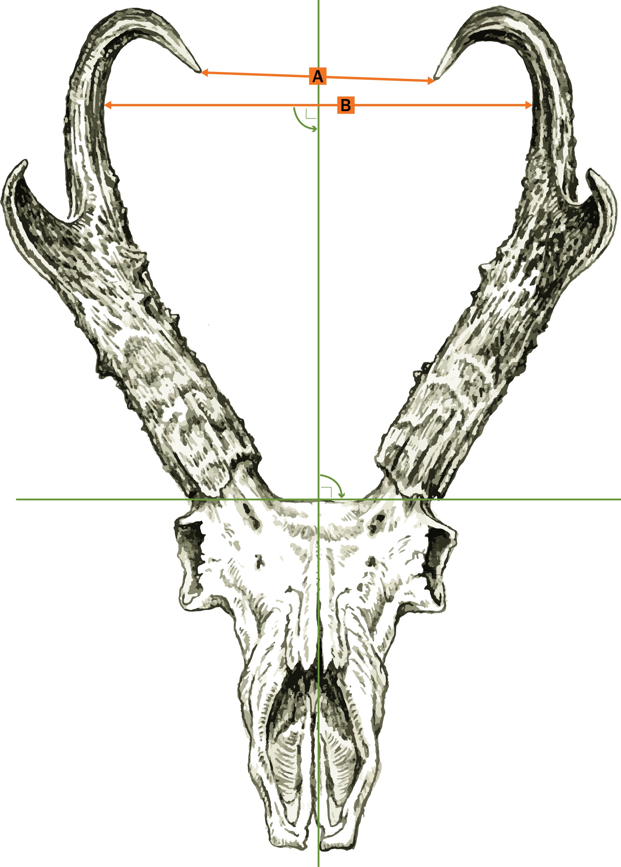 www.boone-crockett.org