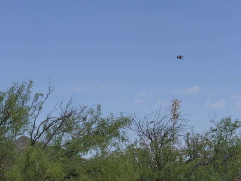 9-1-2011dove023.jpg