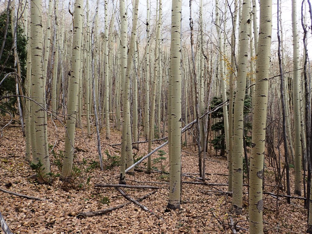 nmday2_aspens.jpg