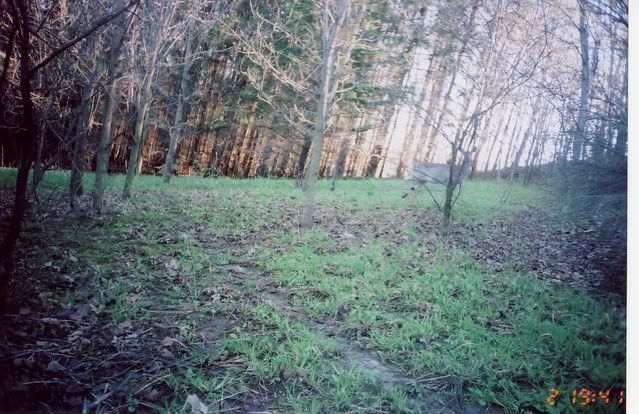deer4.jpg