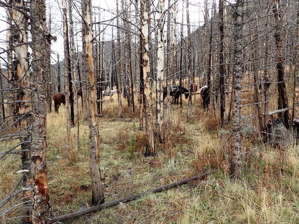 horses_camp_trees.jpg