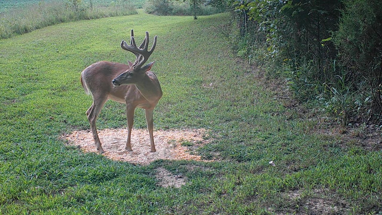 www.bowhunting.com