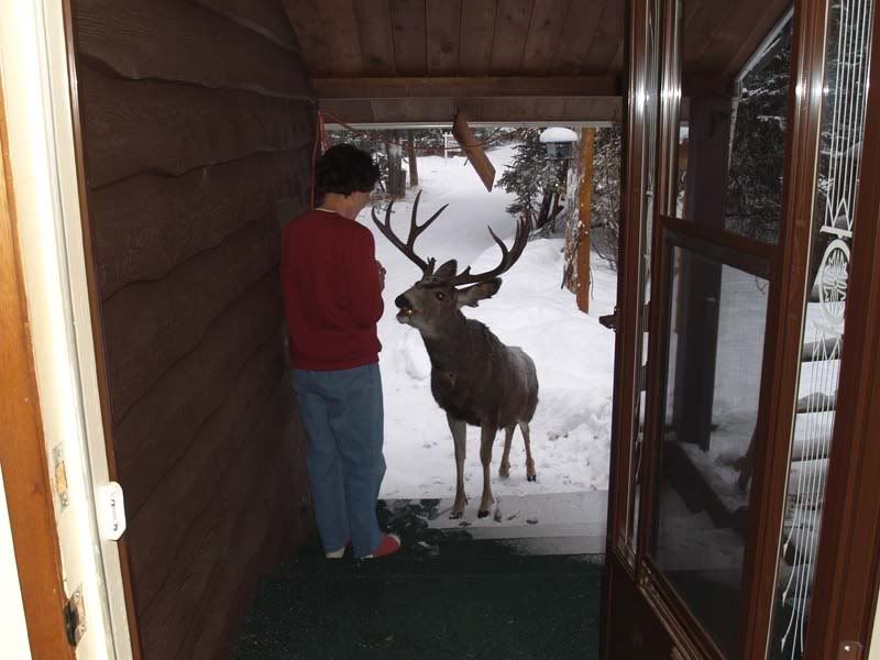 momdeer1.jpg