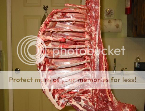 ribs.jpg