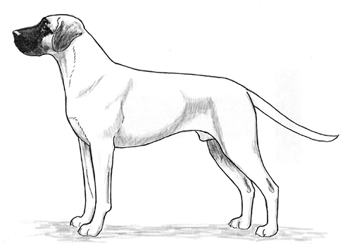 black-mouth-cur.jpg