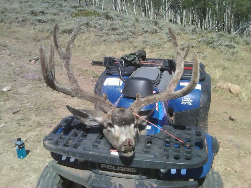 BIGbuckwheeler.jpg