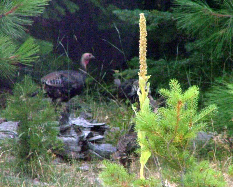 2006_0901Image0070.jpg