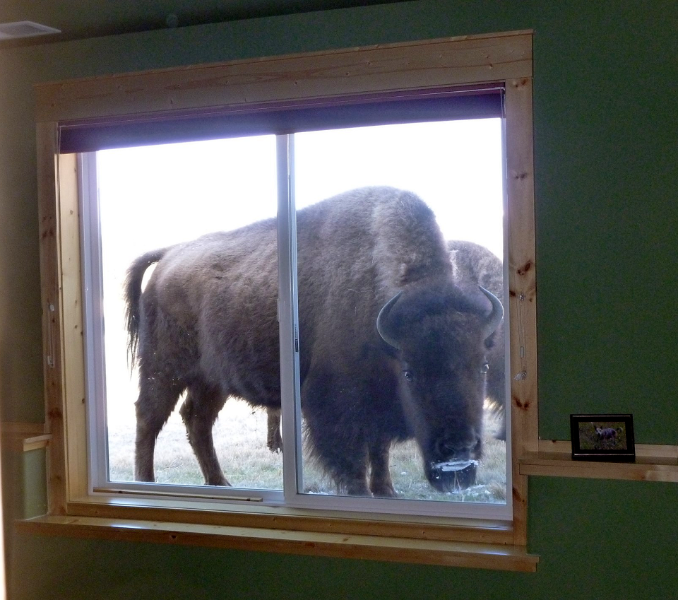 bison%20window.png