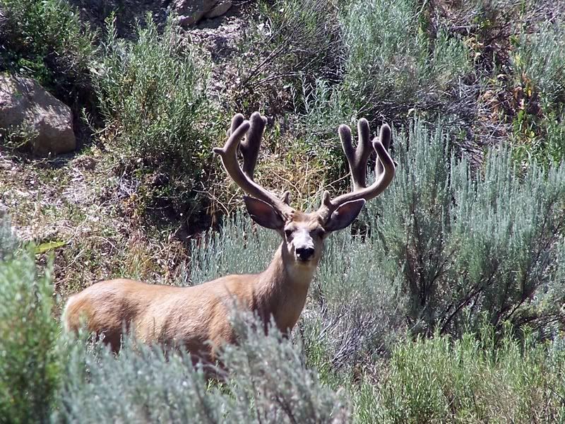 Buck1.jpg