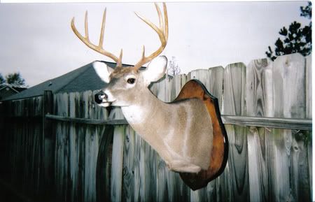 Deer6.jpg