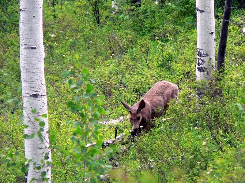 Spikebuck.jpg