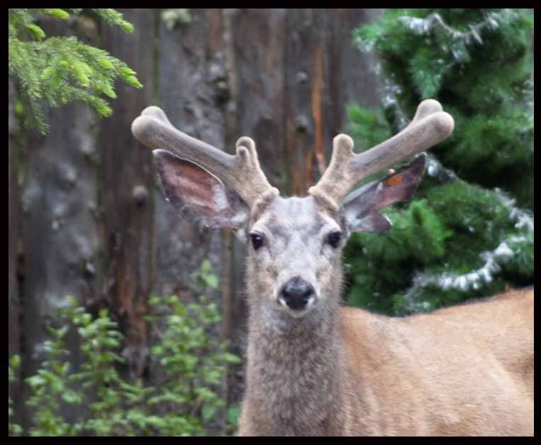 mulie.jpg