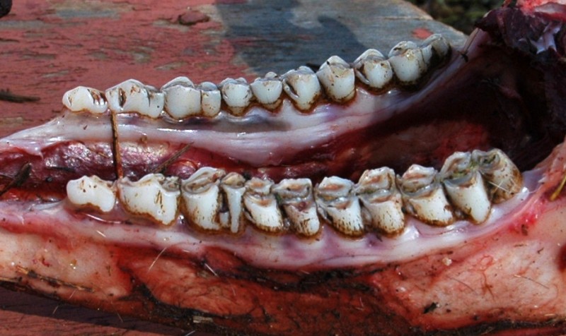 buck_jawbone.jpg