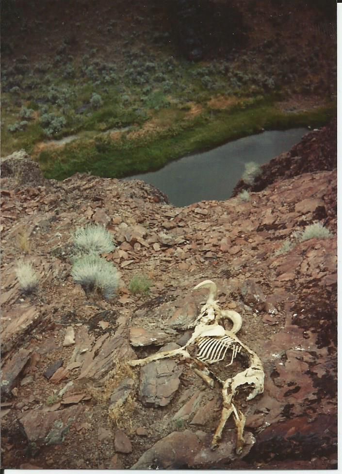 Owyhee%20Bighorn.jpg