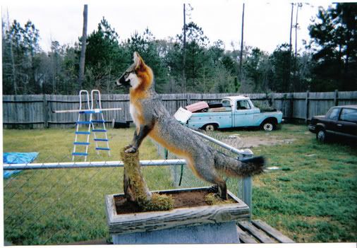 greyfox.jpg