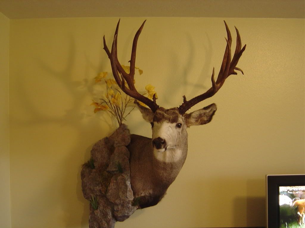 DeerMount001.jpg