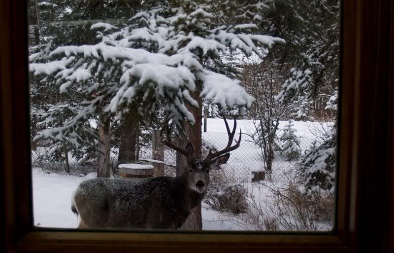 momdeer3.jpg