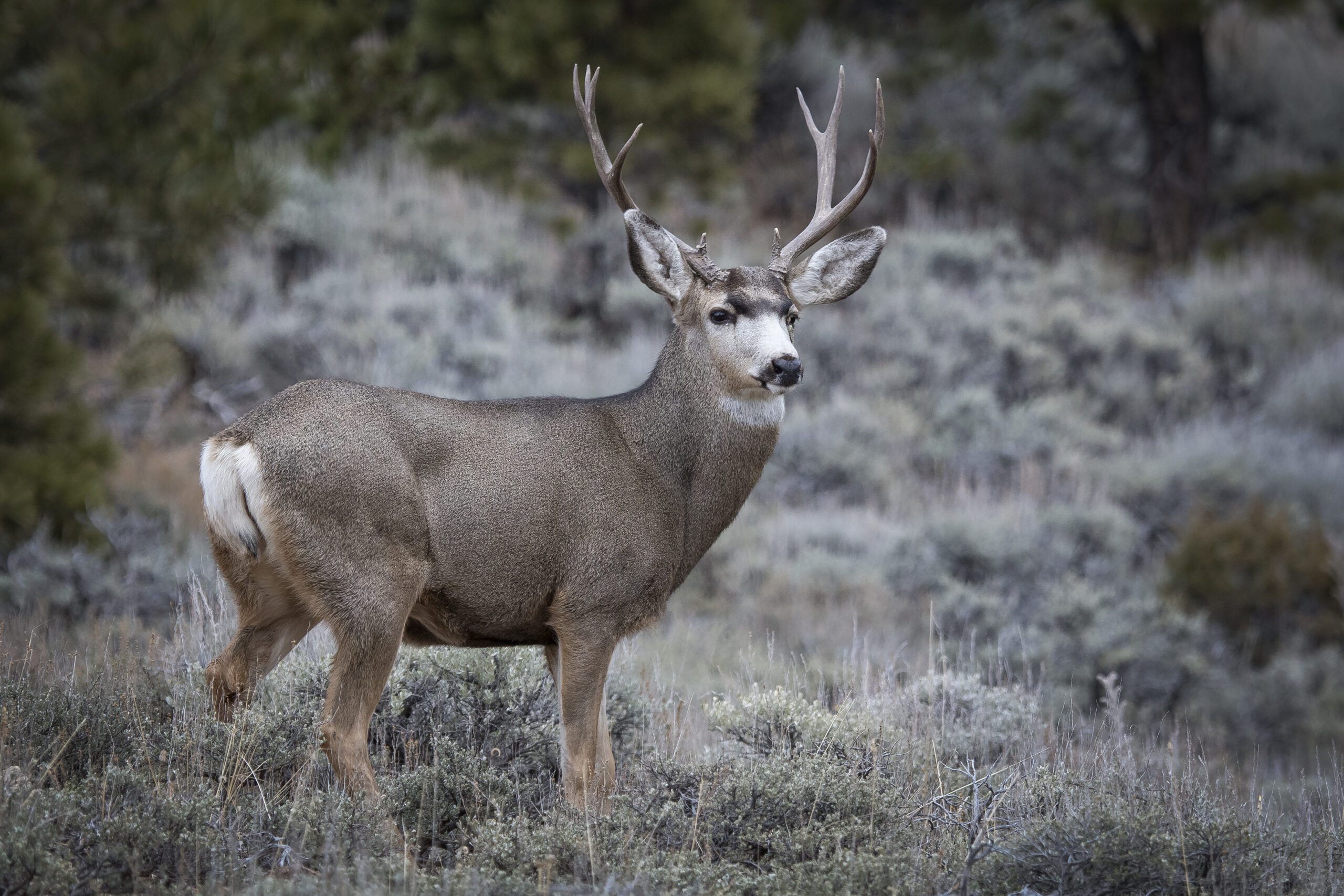 muledeer.org