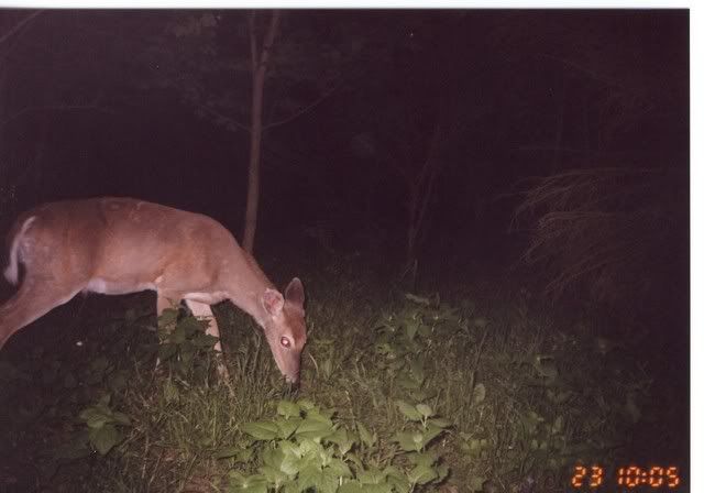 deer17.jpg