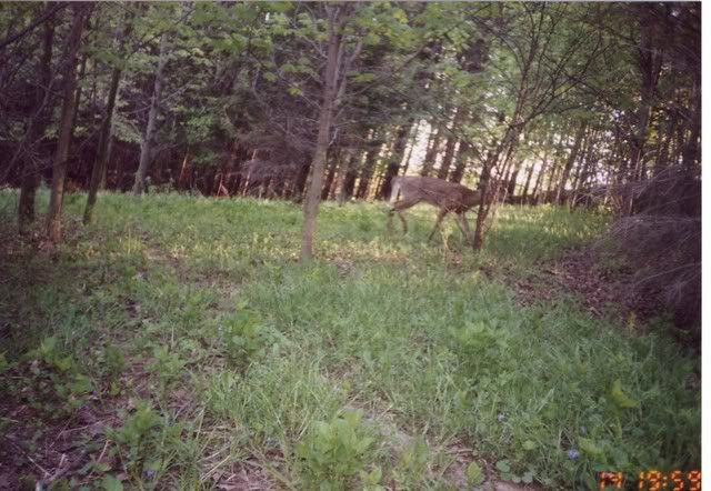 deer28.jpg