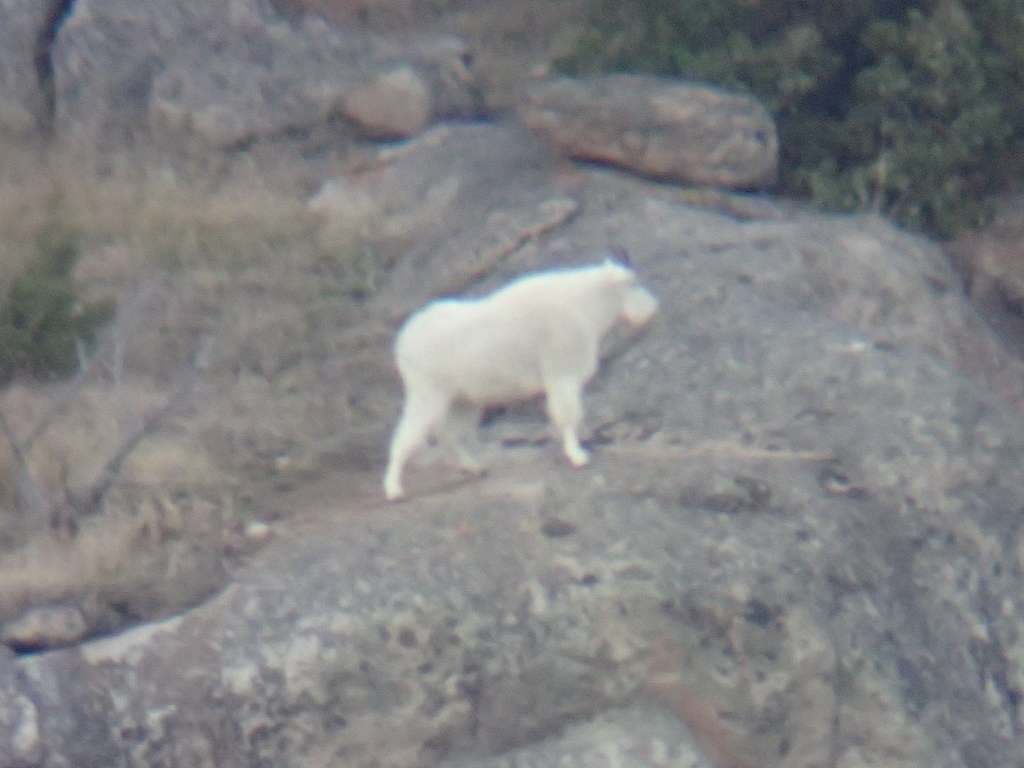 lone_goat_standing.jpg