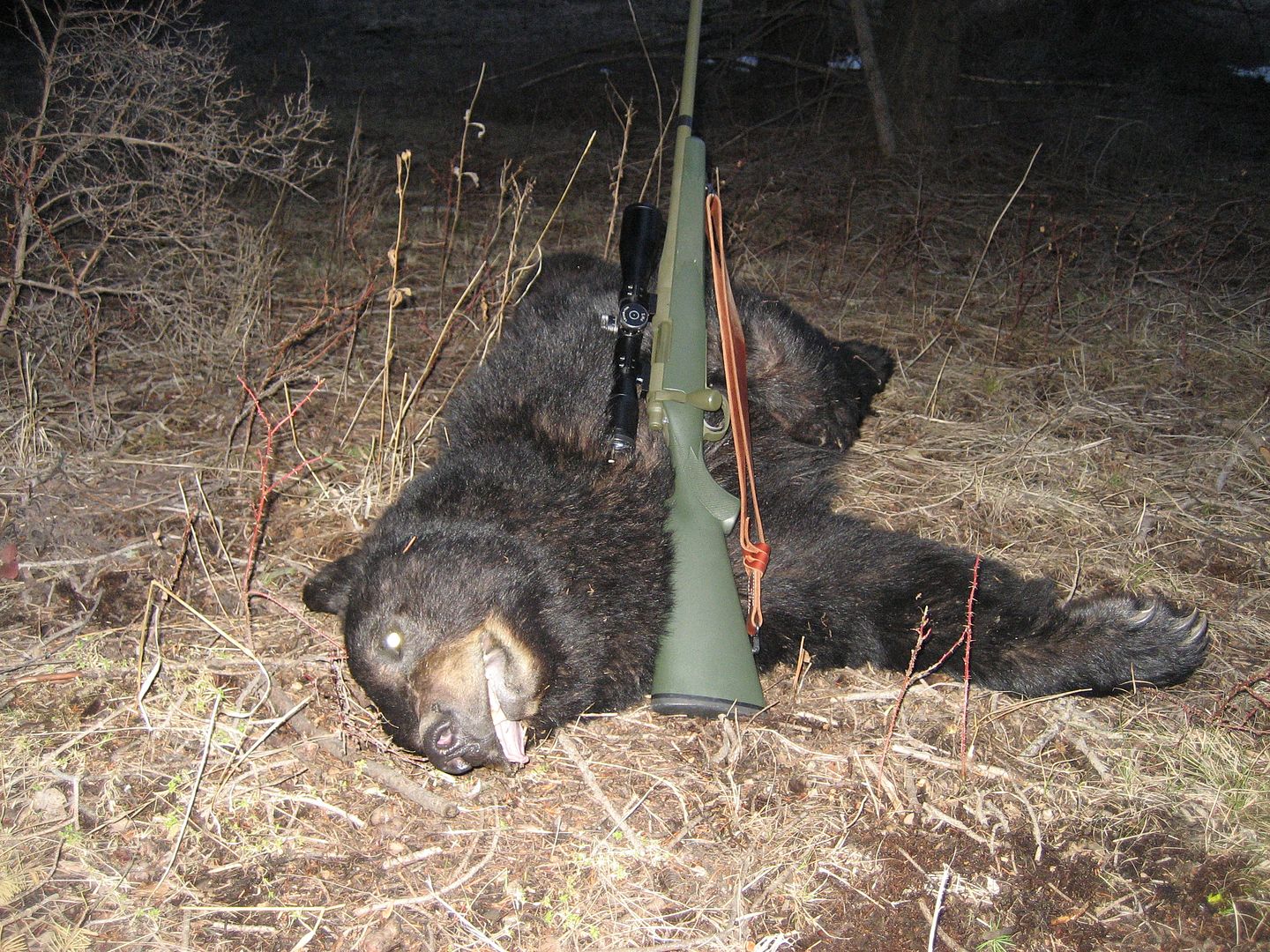 bearhunt2010016.jpg