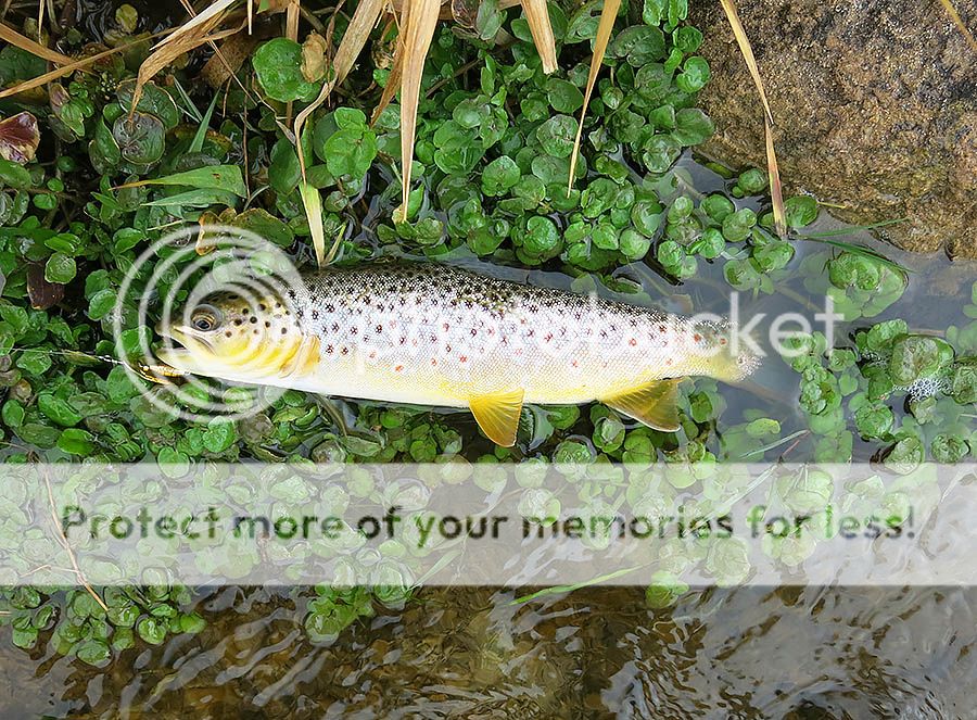 Troy%20Adams%2010-29-16B_zpsyov2xhye.jpg~original