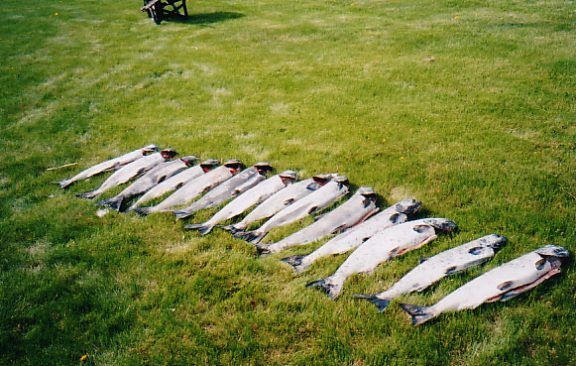 lsalmonkings..JPG