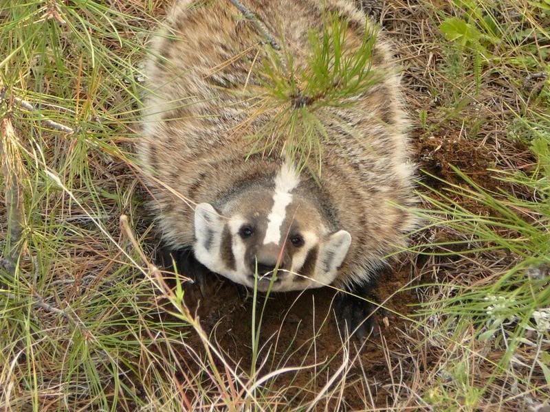 badger1.jpg