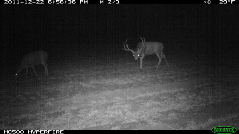 lbuck2a.sized.jpg