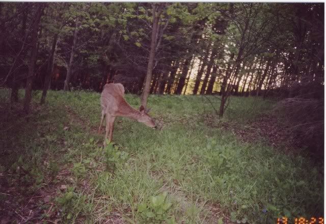 deer31.jpg
