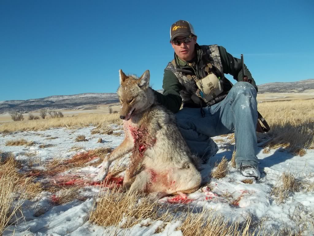 coyotedec22009.jpg