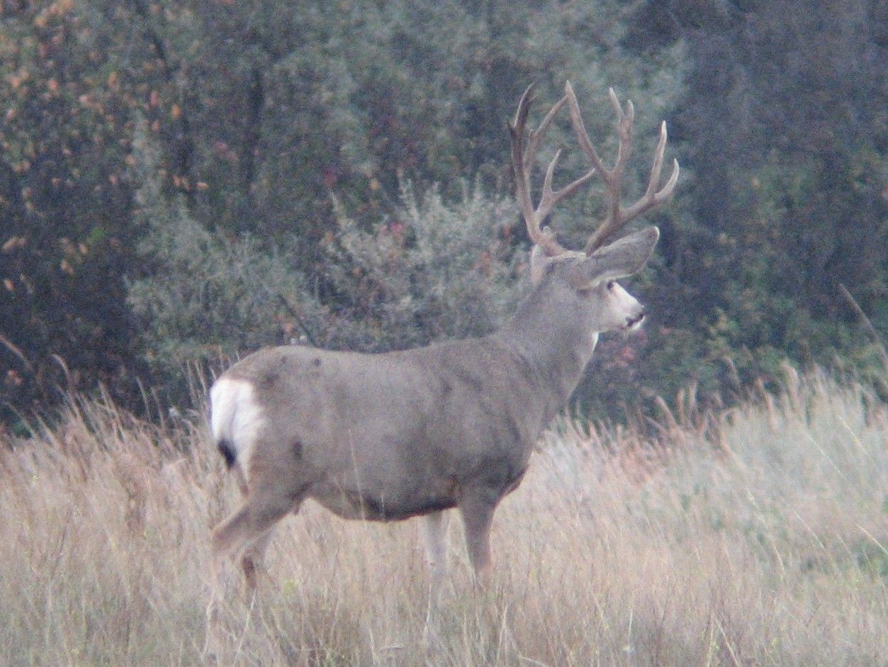 antelope2010004.jpg